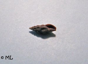 HaedForb Vir 100622 05.jpg