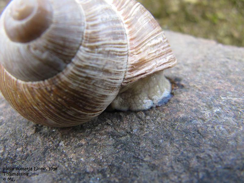 Datei:HeliPom TH 120412 250.jpg