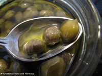 Kapern HR 111009 04 k.jpg