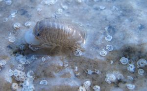 Sphaeroma serratum Fabricius, 1787 Vir 121124 3500 D.jpg