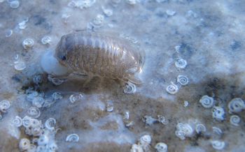 Sphaeroma serratum Fabricius, 1787 Vir 121124 3500 D.jpg