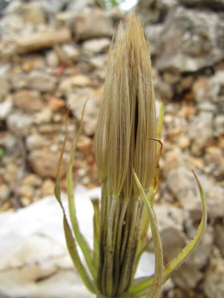 Datei:TragPor Fru 1 Vir 120522 380.JPG