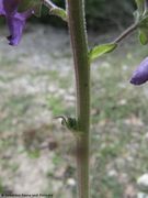 Stängel, Bruška 04/2017