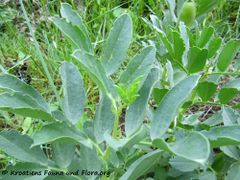 Vicia faba Linné, 1753 Suk 160515 8581.jpg
