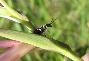 Öko GladItal Vir 140518 3310 D.JPG