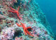 Hacelia attenuata Gray, 1840 - Glatter Seestern, glatka zvjezdača. Fundort: Zadar 02/2020 von Đani Iglić