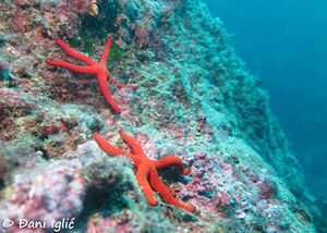 200229 Hacelia attenuata.jpg