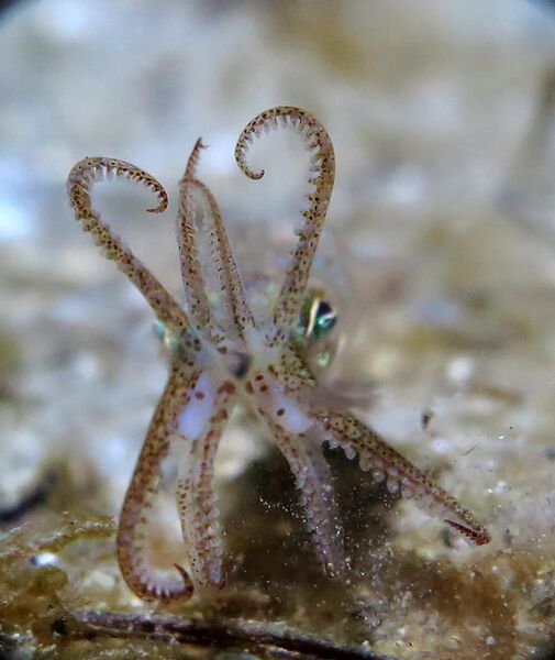 Datei:210116 Sepiola rondeleti Bibinje 4.jpg