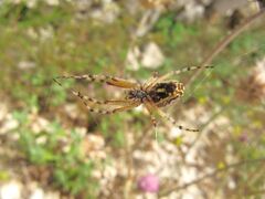 ♀ Unterseite, Otok Vir 06/2014