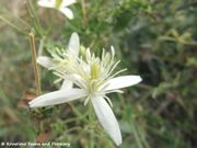 Clematis flammula Linné, 1753 var. - Brennende Waldrebe Variante, plamenita pavitina. Fundort: Vrsi, Giftpflanze