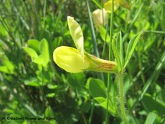 LotMar Ždri 160430 8517.jpg