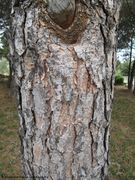 Rinde mist Astloch, Vir 06/2011