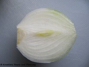 Zwiebel, weiß 120122 88 k.jpg