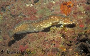 210215 Gaidropsarus mediterraneus 12.jpg