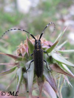 Agapanthia asphodeli Latreille, 1804 Vir 140511 3143.jpg