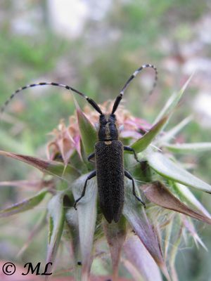 Agapanthia asphodeli Latreille, 1804 Vir 140511 3143.jpg