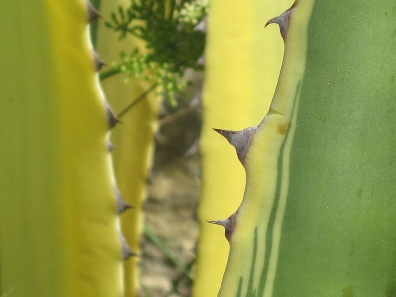 Datei:Agave americana ssp variegata Linné, 1753 Vir 110907 16.jpg