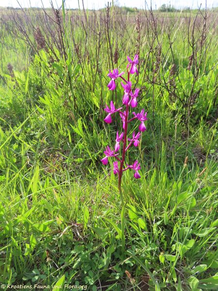 Datei:Anacamptis laxiflora Priv 210513 2234 k.jpg