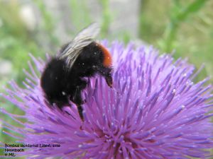 Bom lap Hes 120712 443.jpg