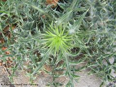 CardNu Blatt Vir 110416 4.jpg