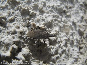 Dicranocephalus albipes Fabricius, 1781 Vir 140409 2068 k.jpg