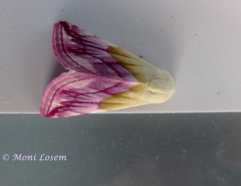 Datei:EubPur Vir 150519 0682 k.jpg