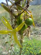 Stängel , Vir 04/2019