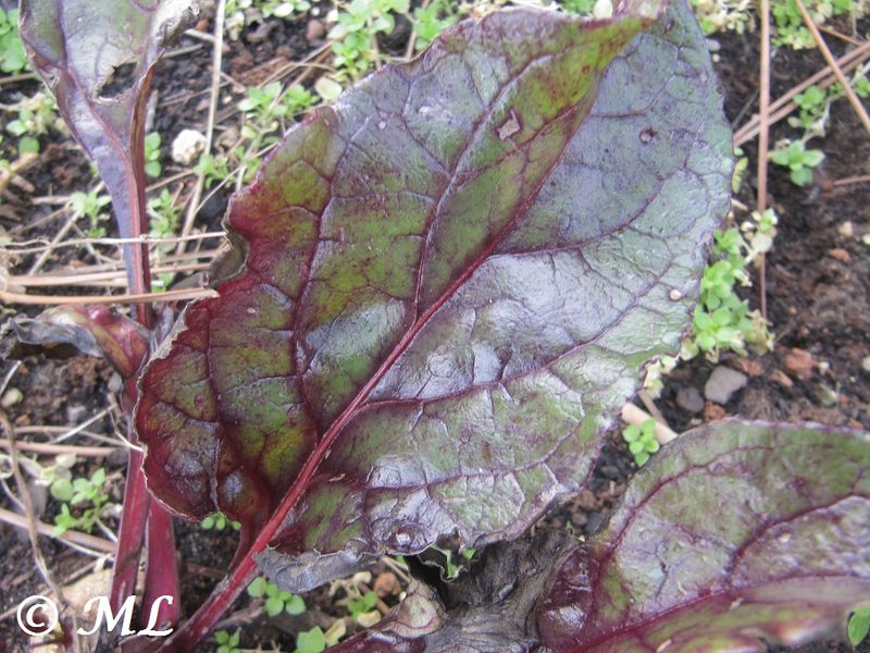 Datei:Beta vulgaris subsp. vulgaris Linné, 1753, Vir 130105 0130.jpg