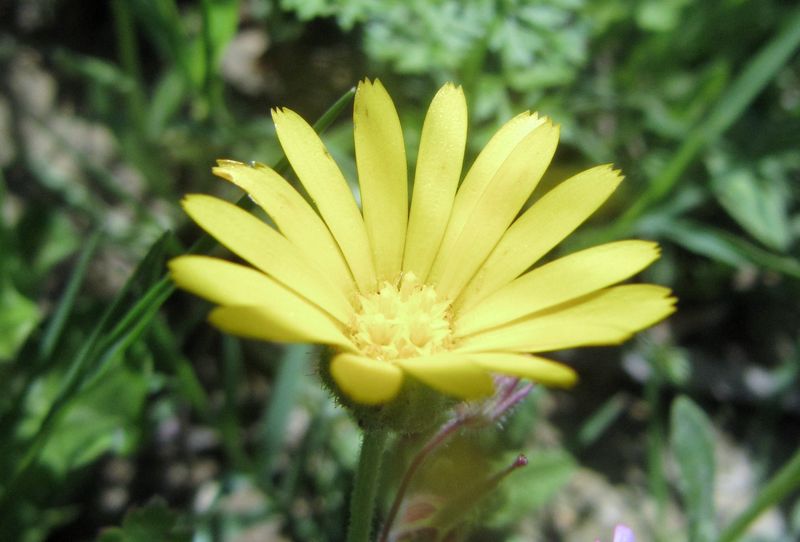 Datei:CalArv Vir 140430 2813k.jpg