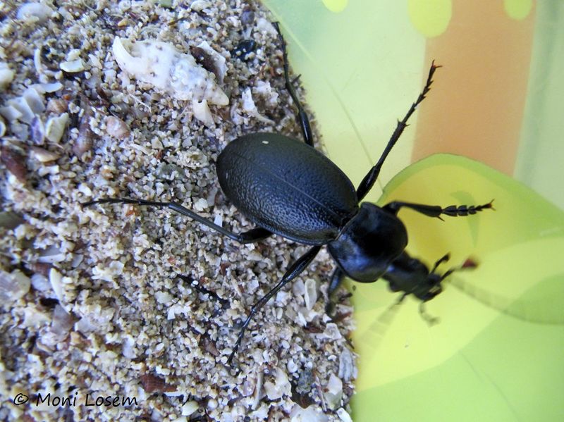 Datei:Car cor Vir 150916 1973 k.jpg