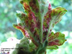 Blattunterseite, Bad Abbach 07/2012