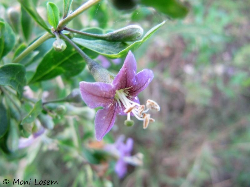 Datei:LycBarb W Flo 120817 1443 k.jpg