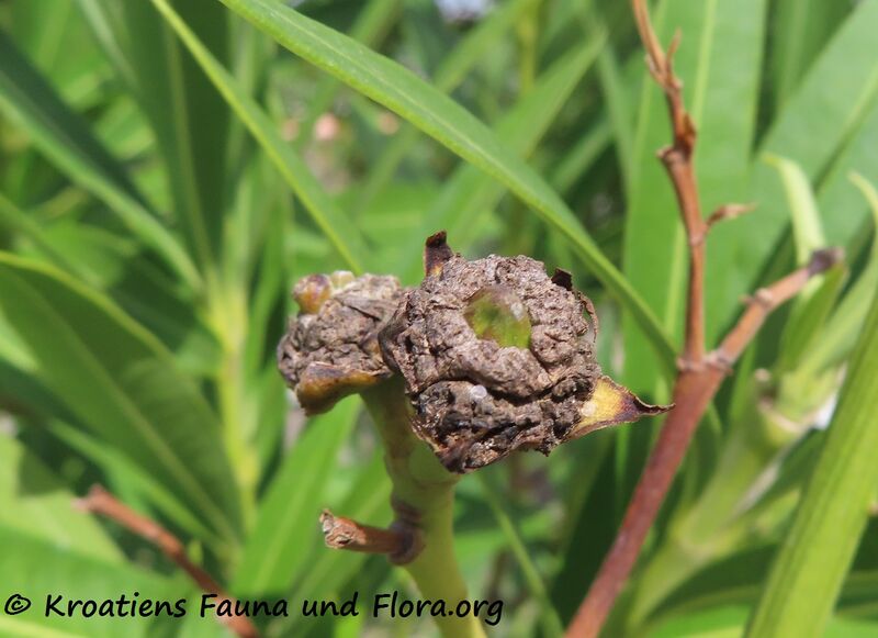 Datei:Nerium oleander Linné, 1758 Vir 220927 3152.JPG
