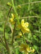 Agrimonia eupatoria Linné, 1753, Kleiner Odermennig, slavulja divja, Bayern, Thalmassing 07/2012, Heilpflanze