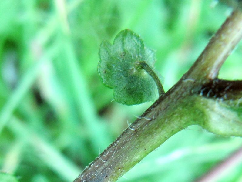 Datei:Amb art Zag 131103 5843 D.jpg