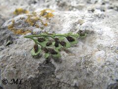 Burg Kličevica 11/2013