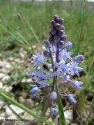 Amethyst - Blaustern. Fundort: Privlaka 04/2014