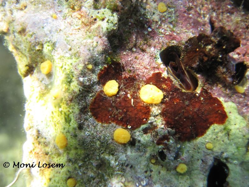 Datei:Cliona celata Grant, 1826 Lithophaga, Vir 130616 2800.jpg