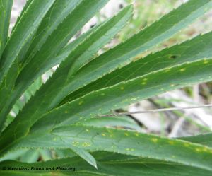 HellMulti Mušk 170421 7144 d.jpg