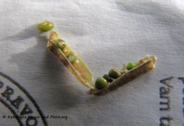 Im Inneren findet man fast reife Früchte, aber auch unreife und nicht befruchtete, Nin 08/2015