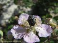 Auf Rubus ulmifolius Schott, 1818 - Mittelmeer-Brombeere, seoska kupina, Vie 06/2012