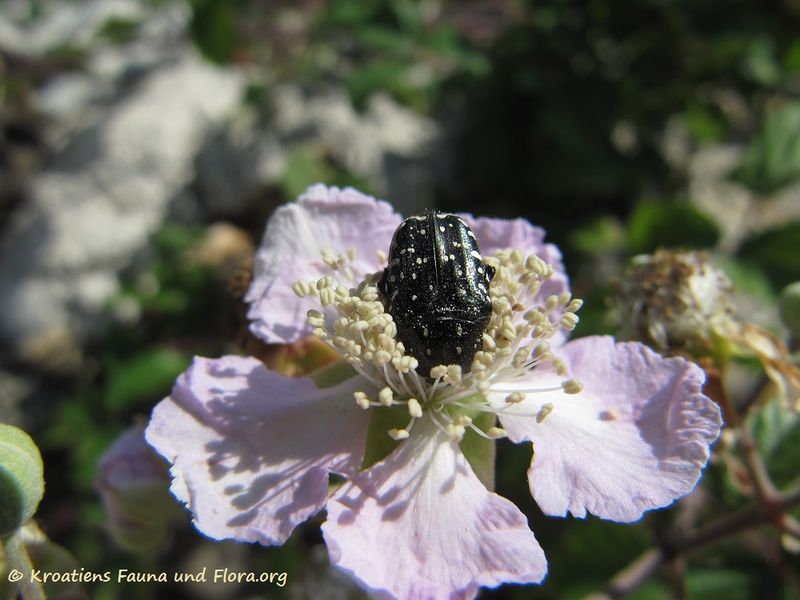 Datei:OxythFune Vir 120607 1039.jpg