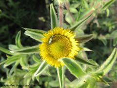 Mit Oedemera (Oedemera) flavipes Fabricius, 1792, Vir 05/2010