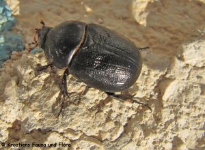 Pentodon idiota Herbst, 1789 Vir 150618 1178 k.jpg