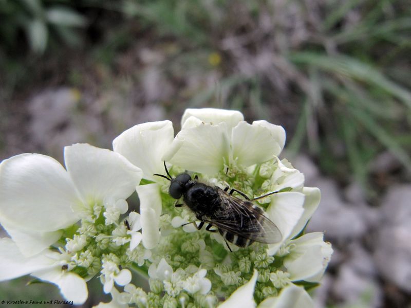 Datei:Stratiomys singularior Harris, 1776 Senj 130525 2230.jpg