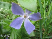 Großes Immergrün, veliki zimzelen. Fundort: Sveti Juraj 04/2014. Giftpflanze, Heilpflanze, Zierpflanze