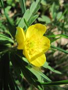 Anemone ranunculoides Linné, 1753 - Gelbes Windröschen, žuta šumarica, Fundort: Vratnik 04/2014, Giftpflanze