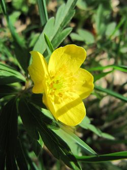 Ane ran Vrat 140407 1900.jpg