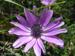 Blüte, Zadar 04/2013