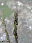 Spitzblättriger Spargel, oštrolisna šparoga